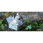 Пазл Eugy 3D Зоопарк Кошеня сіамське (XEG-088) - зменшене зображення 8