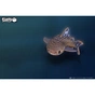 Пазл Eugy 3D Зоопарк Китова акула (XEG-049) - зменшене зображення 8