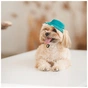Кепка для тварин Pet Fashion Rob бірюзова ХL (4823082441419) - зменшене зображення 5