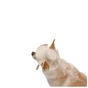 Кепка для животных Pet Fashion Gold M (4823082446032) - уменьшенное изображение 6