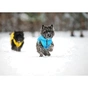 Курточка для тварин Collar AiryVest "Colors of freedom" S 30 (4442-4020) - уменьшенное изображение 7