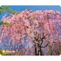 Килимок для мишки Defender Silk Pad Nature (50707) - зменшене зображення 3