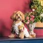 Футболка для животных Pet Fashion Соломія М (4823082440436) - уменьшенное изображение 5