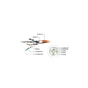 Патч-корд Cablexpert 3м S/FTP Cat 6A CU LSZH violet (PP6A-LSZHCU-V-3M) - уменьшенное изображение 3