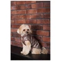Жилет для тварин Pet Fashion Hardy М2 (4823082437467) - зменшене зображення 8