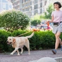 Повідець для собак Evolutor 210 см 25 мм помаранчевий (42124) - уменьшенное изображение 10