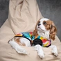 Футболка для тварин Pet Fashion "Mood" XS (4823082420810) - зменшене зображення 5