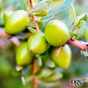 Олія для волосся OGX Argan oil of Morocco Глибоке відновлення 100 мл (0022796976161) - зменшене зображення 8