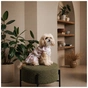 Платье для животных Pet Fashion Amelia XS2 (4823082446438) - уменьшенное изображение 6