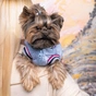 Бомбер для тварин Pet Fashion Spike М (4823082430239) - зменшене зображення 4