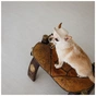 Кепка для животных Pet Fashion Gold M (4823082446032) - уменьшенное изображение 3