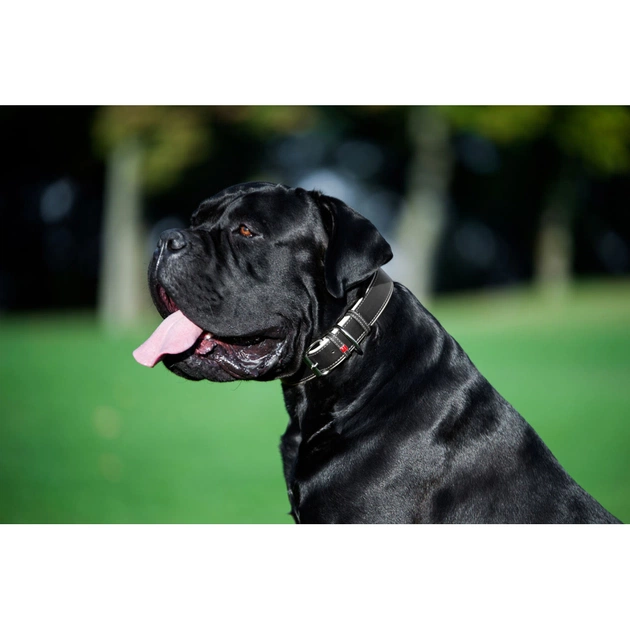Нашийник для тварин WAUDOG Soft з QR паспортом M Ш 25 мм Д 38-49 см чорний (7202) - picture 9