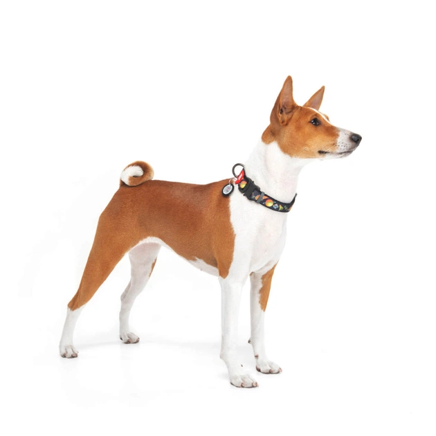 Ошейник для животных WAUDOG Nylon с QR паспортом "Рик и Морти 3" металлическая пряжка-фастекс XL (4508-0282) - изображение 3