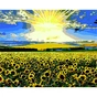 Картина по номерам ZiBi ART Line Соняшникове поле 40*50 см (ZB.64103) - зменшене зображення 1