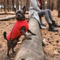 Жилет для тварин Pet Fashion "E.Vest" XS червоний (4823082424436) - зменшене зображення 4
