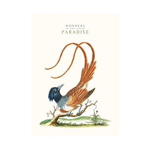 Зошит Школярик А4 Student лінія 40 аркушів (A4-040-545L) зображення 1