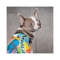 Борцівка для тварин Pet Fashion Cool XS2 різнобарвна (4823082420179) - зменшене зображення 5