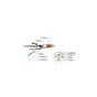 Патч-корд Cablexpert 5м S/FTP Cat 6A CU LSZH grey (PP6A-LSZHCU-5M) - уменьшенное изображение 3
