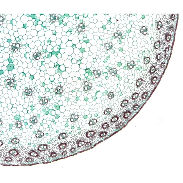 Набір мікропрепаратів Bresser високоякісних 10 шт (5984500) (931509) - picture 2