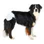 Підгузки для тварин Trixie для собак (сучок) XL 40-58 см 12 шт (4011905236360) - зменшене зображення 2