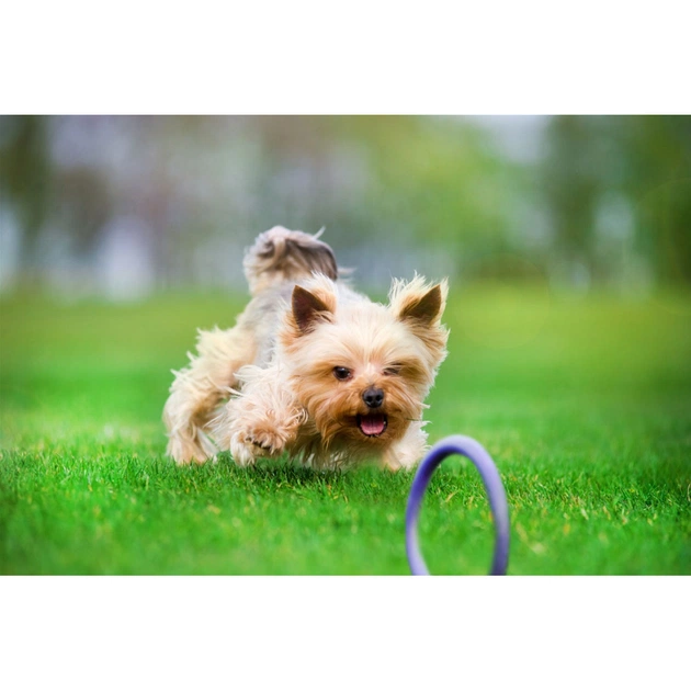 Игрушка для собак Puller Micro 13 см 2шт (6489) - изображение 6