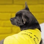 Борцівка для тварин Pet Fashion "Puppy" XS2 жовта (4823082420148) - зменшене зображення 6
