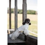 Футболка для тварин Pet Fashion Ostap XS (4823082439263) - зменшене зображення 12