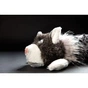 М'яка іграшка Sigikid Beasts Кіт 38 см (38642SK) - зменшене зображення 9