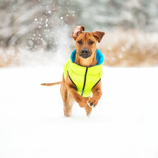 Курточка для тварин Airy Vest двостороння XS 25 салатово-блакитна (1597) - picture 5