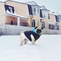 Курточка для тварин Airy Vest двостороння XS 25 чорно-блакитна (1599) - зменшене зображення 2
