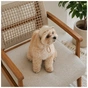 Кепка для животных Pet Fashion Glamor М (4823082445912) - уменьшенное изображение 6
