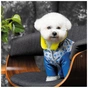 Костюм для тварин Pet Fashion Tender XS синій (4823082427666) - зменшене зображення 6