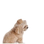 Кепка для животных Pet Fashion Print М (4823082446094) - уменьшенное изображение 2