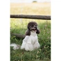 Футболка для тварин Pet Fashion Ostap XS (4823082439263) - зменшене зображення 11