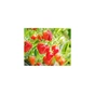 Маска для лица Lululun Tochigi Strawberry Sheet Mask 7 шт (4582305065893) - уменьшенное изображение 3