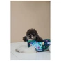 Жилет для тварин Pet Fashion Grass XS2 (4823082435920) - уменьшенное изображение 5