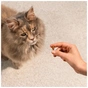 Ласощі для котів Carnilove Soft Snack Turkey with Catnip 50 г (8595602582549) - зменшене зображення 8