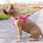 Шлея для собак WAUDOG Waterproof з QR-паспортом L Ш 25 мм Д 60-90 см рожева (27677) - зменшене зображення 4