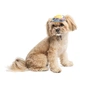 Кепка для тварин Pet Fashion Tony L (4823082442126) - зменшене зображення 2
