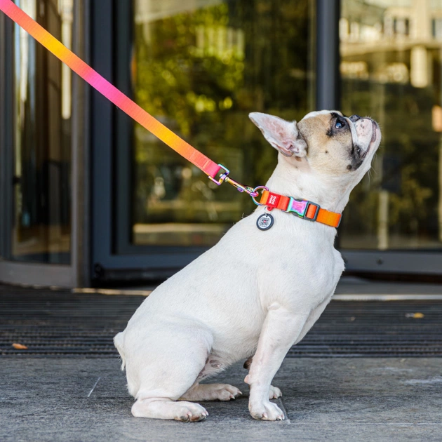 Нашийник для тварин WAUDOG Recycled з QR паспортом S Ш 15 мм Д 25-35 см помаранчевий (46524) - изображение 7