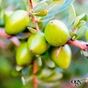 Олія для волосся OGX Argan oil of Morocco Відновлювальна арганова 118 мл (0022796976208) - уменьшенное изображение 10