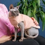 Светр для тварин Pet Fashion CAT М персик (4823082429691) - зменшене зображення 3
