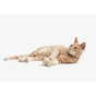 Игрушка для кошек Cheerble Wicked Ball M3 (Apricot Beige) (CWQ02A) - уменьшенное изображение 11