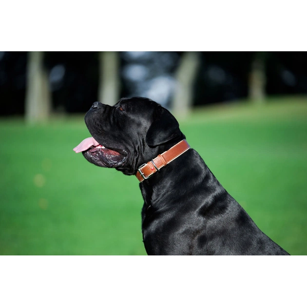Нашийник для тварин WAUDOG Soft з QR паспортом M Ш 25 мм Д 38-49 см коричневий (7203) - picture 10