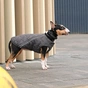 Жилет для тварин Pet Fashion "E.Vest" M2 сірий (4823082424405) - зменшене зображення 3