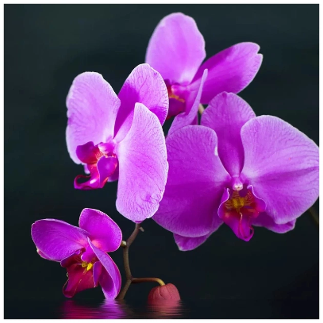 Обігрівач Trio Фіолетовий настрій (RL075580) - picture 9