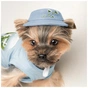 Кепка для тварин Pet Fashion Blue XS з квітковим принтом (4823082434220) - зменшене зображення 4