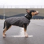 Жилет для тварин Pet Fashion "E.Vest" L сірий (4823082424412) - зменшене зображення 6