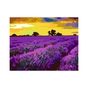 Картина по номерам Rosa Start Лаванда в Провансі 35х45 см (4823098518785) - зменшене зображення 1