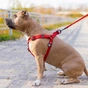Шлея для собак WAUDOG Waterproof з QR-паспортом L Ш 25 мм Д 60-90 см червона (27673) - уменьшенное изображение 4